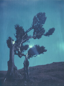 Jennifer Rumbach, laurel tree - Portugal, Europe)