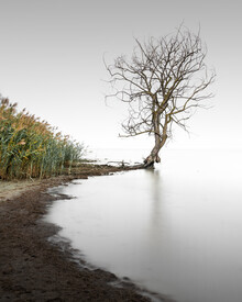 Ronny Behnert, Trasimeno Tree II | Umbrien Italien