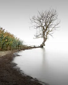 Fotokunst von Ronny Behnert: ruhiger Baum am Ufer des Trasimenischen Sees