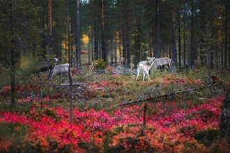 Waldlandschaft mit Rentier in herbstlichen Farben, sanfte Stimmung und natürliche Schönheit
