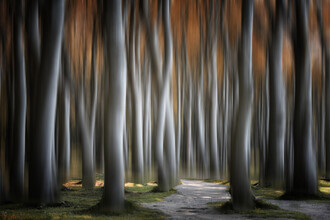 Carsten Meyerdierks, Magical Trees