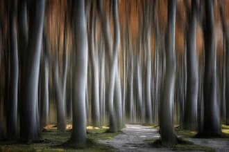 Photo art by Carsten Meyerdierks: magical trees in gentle colors