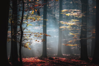 Carsten Meyerdierks, Autumnal Light