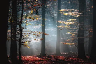 Photo art by Carsten Meyerdierks: gentle autumn light in the forest
