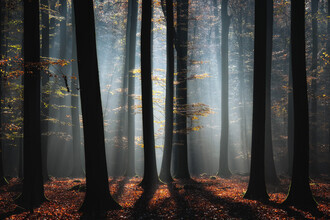 Carsten Meyerdierks, Autumn In The Woods