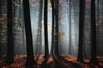 Photo art by Carsten Meyerdierks: autumn forest landscape with fog