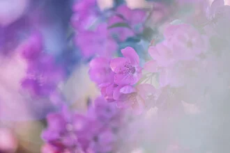 Photo art by Nadja Jacke: ornamental apple blossom in soft spring light.