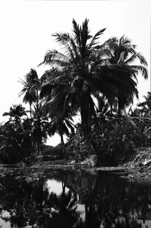 Schwarz-weiß Fotografie eines schwimmenden Marktes mit Palmen in Thailand.