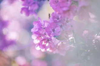 Photo art by Nadja Jacke: delicate apple blossom in soft sunlight