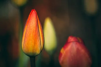 Tulpen - fotokunst von Björn Witt