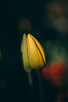 Björn Witt, Tulpenknospe II