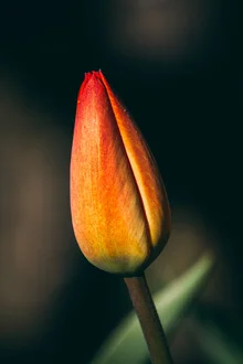 Tulpenknospe - fotokunst von Björn Witt
