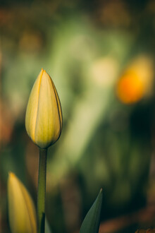 Björn Witt, Tulpenknospe III
