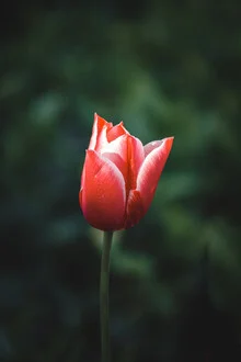 Tulip - Fineart photography by Björn Witt