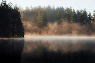 Fotokunst von Maximilian Fischer: Ente am See im Frühling mit warmem Licht.