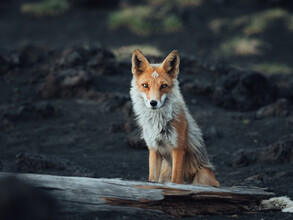 Maximilian Fischer, Staring into the Wild