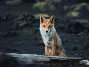 Fuchs in der Natur, der neugierig in die Wildnis schaut.