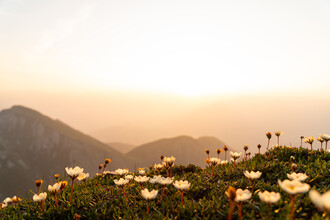 Clemens Bartl, Mountain Blossoms