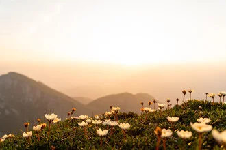 Photo art by Clemens Bartl: gentle alpine flowers at sunrise