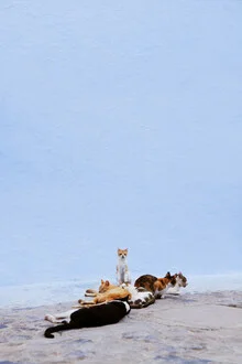 Fotokunst von Rupert Höller: ruhende Katze vor blauer Wand in Marokko