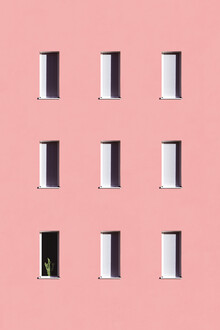 Rupert Höller, Sunbathing Cactus - Österreich, Europa)