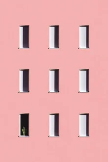 Photo art by Rupert Höller: A cactus against a pink wall with soft shadows.