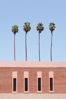 Rupert Höller, Palm Tree Factory - Morocco, Africa)