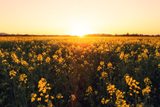Oliver Henze, Yellow rapeseed field on a summer evening (Germany, Europe)