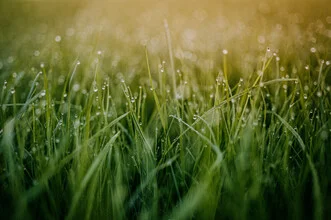 Morning dew on grass at sunrise, soft colors and a peaceful mood.
