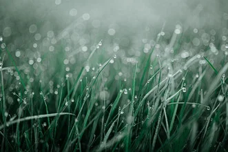 Cool morning with dew on green grass, soft light, creating a calm atmosphere.