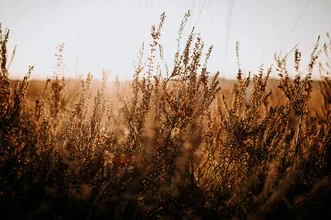Photo art by Danny Schöning: calm summer field under a gentle sunset