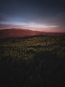 Fotokunst zeigt einen tiefgrünen Wald mit einem warmen, einladenden Licht.
