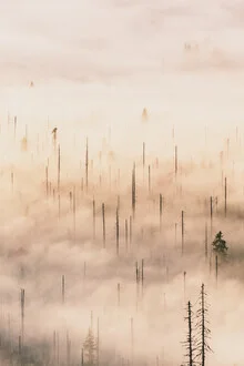 Moornebel im Tal bei Sonnenaufgang mit sanften Pastellfarben