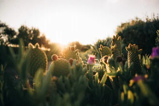 Hinterleuchtete Kakteen bei Sonnenaufgang in marokkanischer Landschaft.