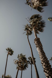 Jasmin Hertrich, PALM TREES, BEACH AND MORE (United States, North America)