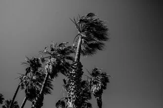 Wunderschönes Fotokunstmotiv mit Palmen am Strand und strahlendem Sonnenschein.