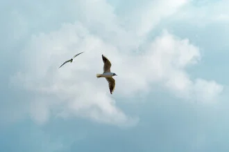 Fotokunst von Tal Paz-fridman: friedlicher Blick auf das Meer mit Vögeln im Flug.
