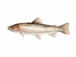 Illustration by Christina Wolff: rainbow trout in soft colors
