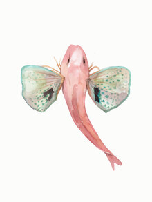 Christina Wolff, Sea Life - Red Gurnard (New Zealand, Oceania)