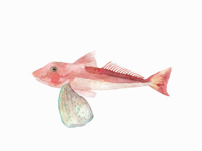 Christina Wolff, Sea Life - Gurnard (New Zealand, Oceania)