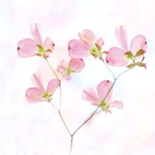 Photo art by Torsten Kupke: delicate pink blossoms against a light background