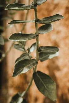 Green leaves in gentle light, radiating tranquility and a connection to nature.