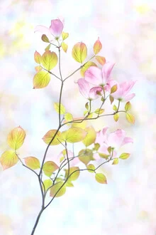 Photo art by Torsten Kupke: soft pink flowers in a spring-like composition.