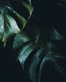 Fotokunst von Philipp Pablitschko: grüne Monstera-Pflanze in sanftem Licht