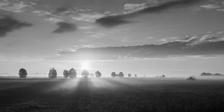 Gentle sunrise over fields in Brandenburg, mist enveloping the trees.