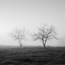 Charming autumn scenery with dancing trees in the fog.