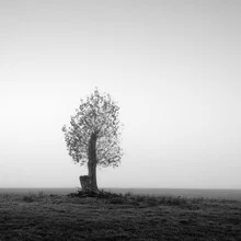 Photo art by Thomas Wegner: Lonely tree in the mist, calm and peaceful atmosphere
