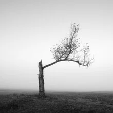 Photo art by Thomas Wegner: lonely tree in the mist, calm atmosphere and minimalist style