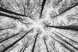 Photo art by Thomas Wegner: view into treetops in a winter forest