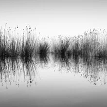 Photo art by Holger Nimtz: serene reed banks at Müggelsee in soft tones